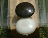 termo_1big